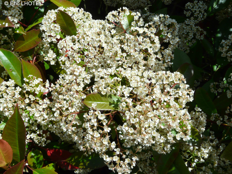  - Photinia x fraseri Red Robin - 