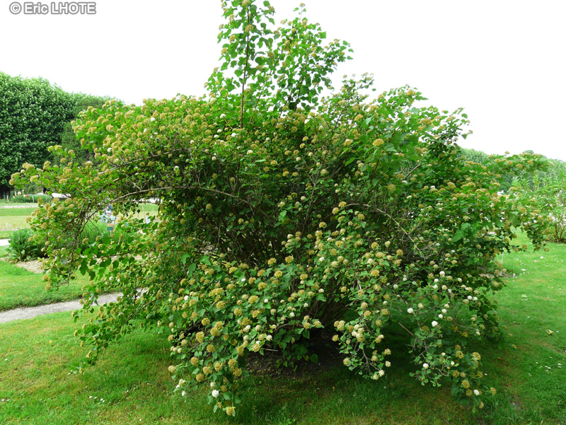  - Physocarpus bracteatus - 