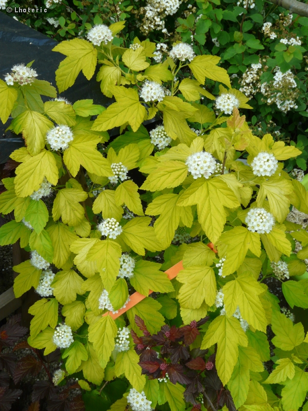 Rosaceae - Physocarpus opulifolius Dart's Gold - Physocarpe à feuilles d’Obier