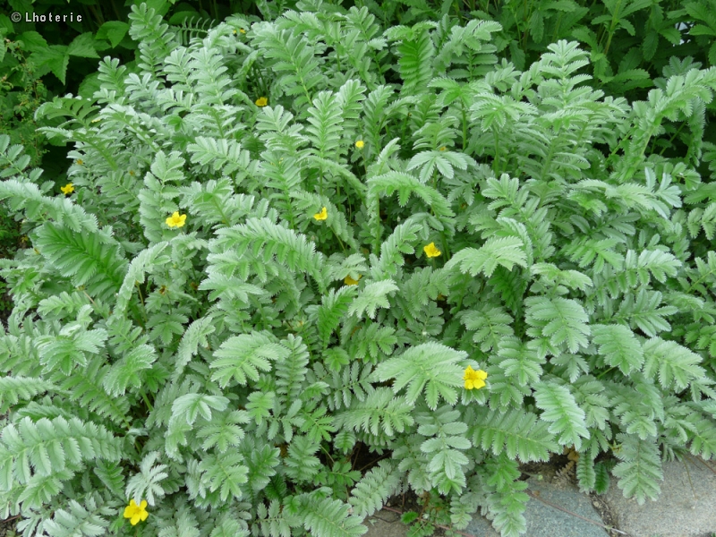 Rosaceae - Potentilla anserina - Potentille des oies