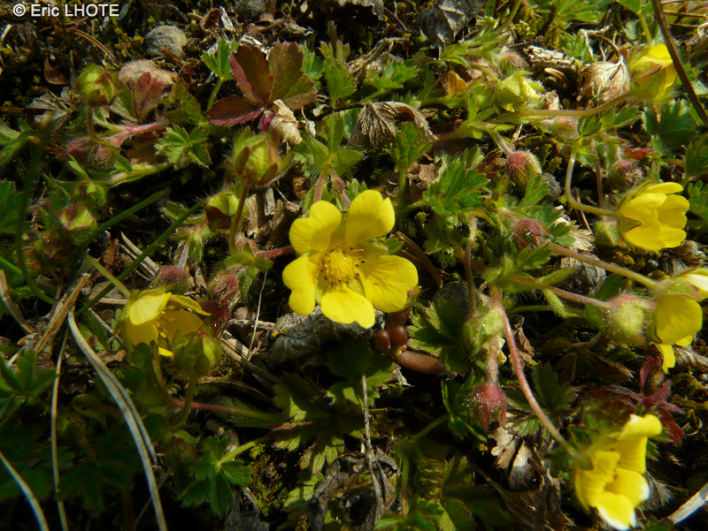  - Potentilla arenaria - 