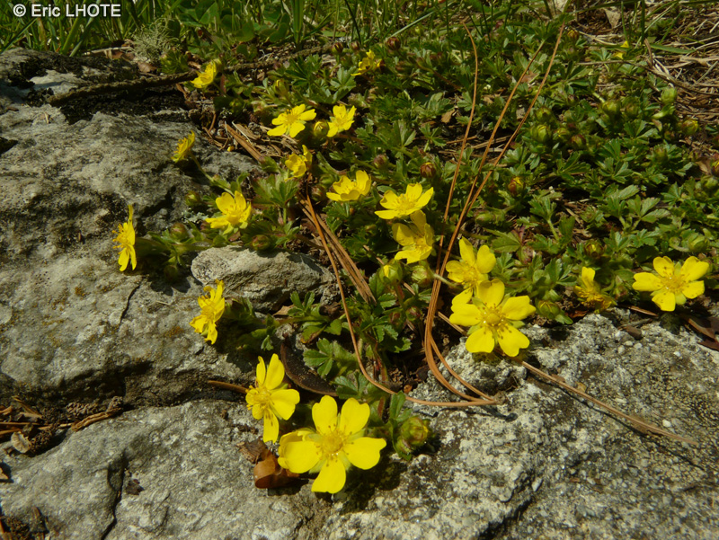 Rosaceae - Potentilla arenaria - Potentille des sables