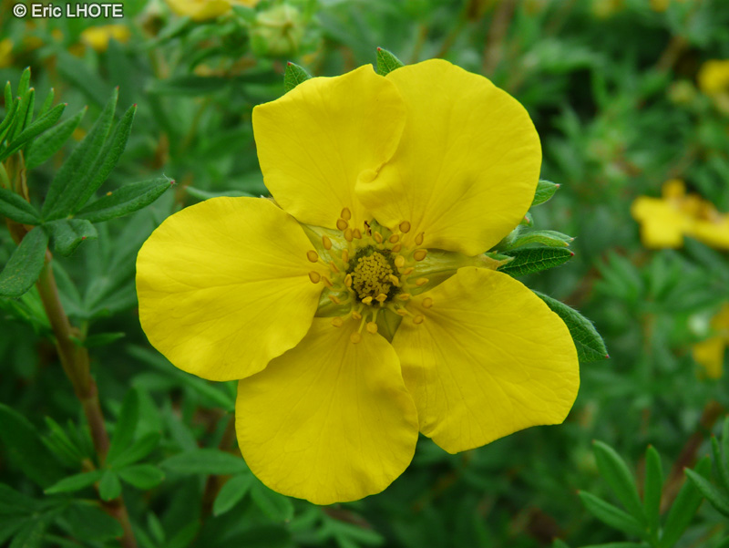  - Potentilla fruticosa - 