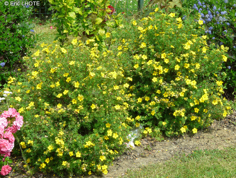  - Potentilla fruticosa - 