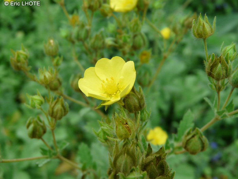  - Potentilla grammopetala - 