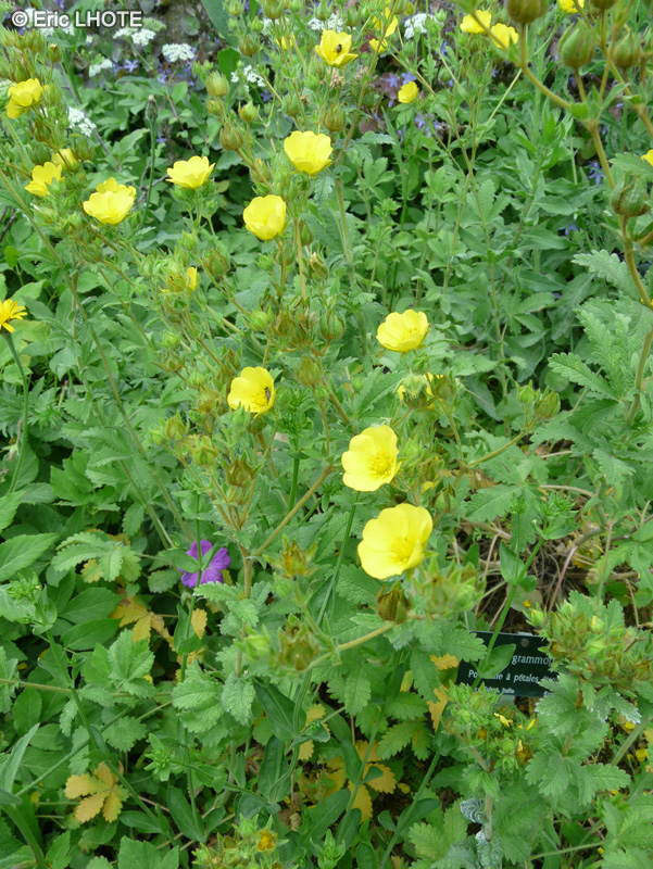 Rosaceae - Potentilla grammopetala - Potentille &agrave; p&eacute;tales &eacute;troits