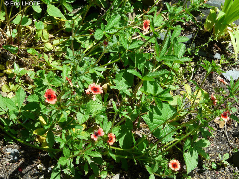 Rosaceae - Potentilla nepalensis - Potentille du N&eacute;pal