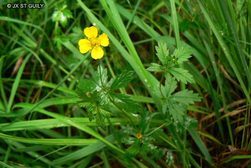  - Potentilla recta - 