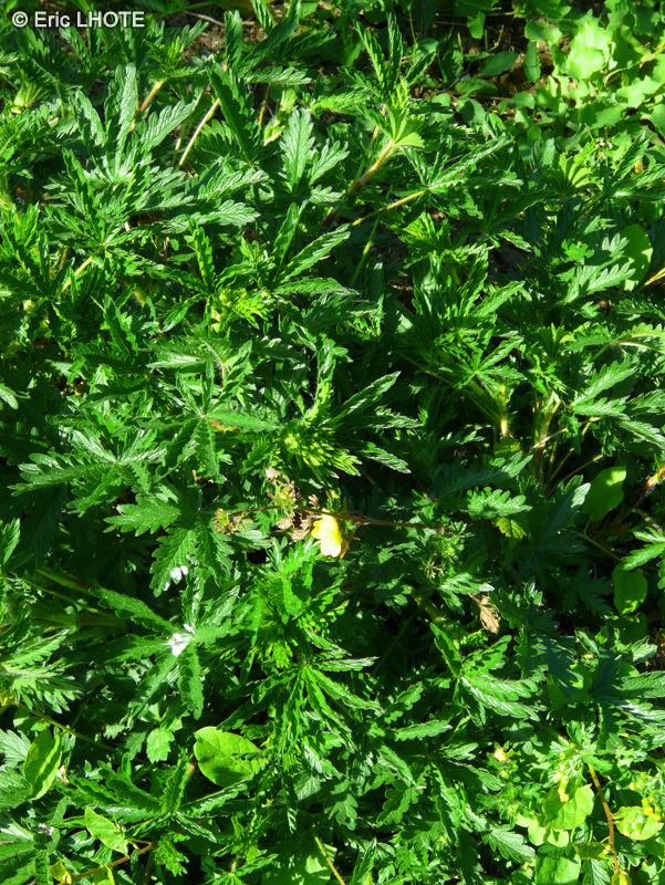 Rosaceae - Potentilla recta - Potentille droite