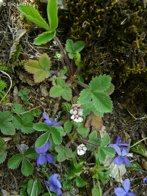  - Potentilla sterilis - 