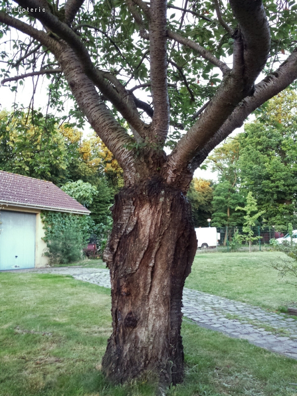  - Prunus cerasus - 