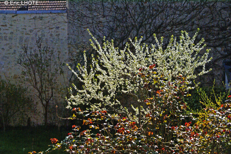  - Prunus domestica Syriaca - 