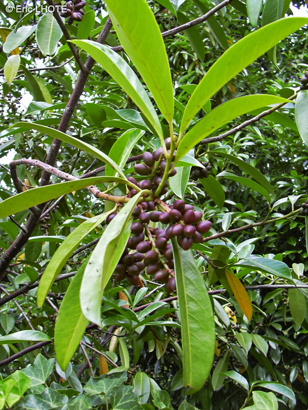  - Prunus laurocerasus caucasica - 