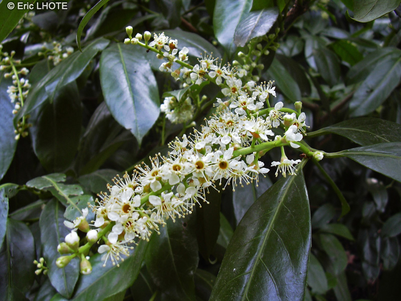  - Prunus laurocerasus caucasica - 
