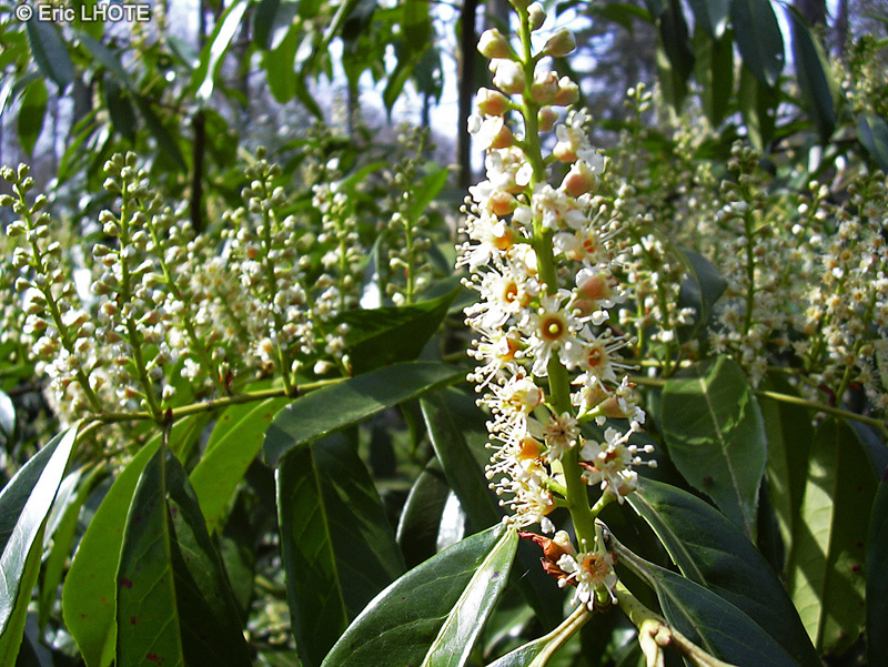  - Prunus laurocerasus caucasica - 