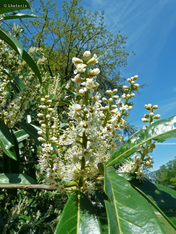  - Prunus laurocerasus caucasica - 