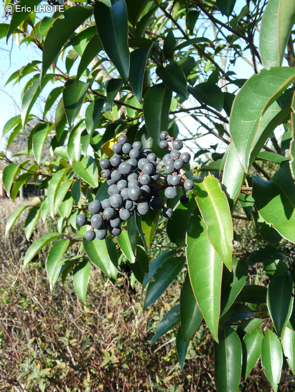  - Prunus lusitanica - 