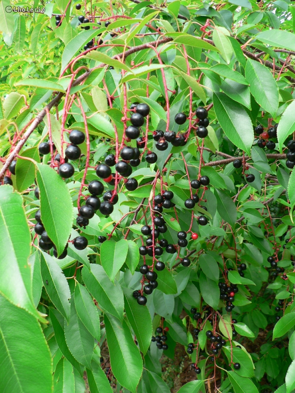  - Prunus lusitanica - 