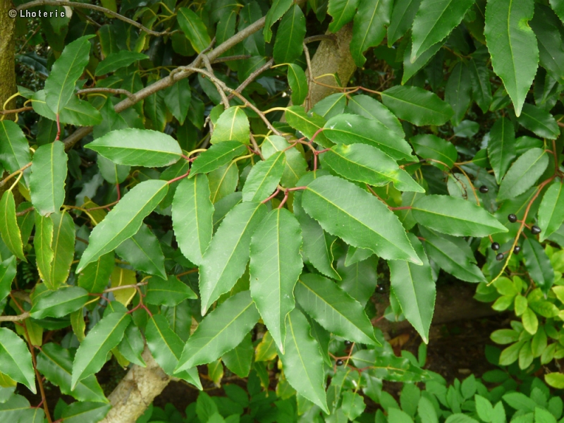  - Prunus lusitanica - 