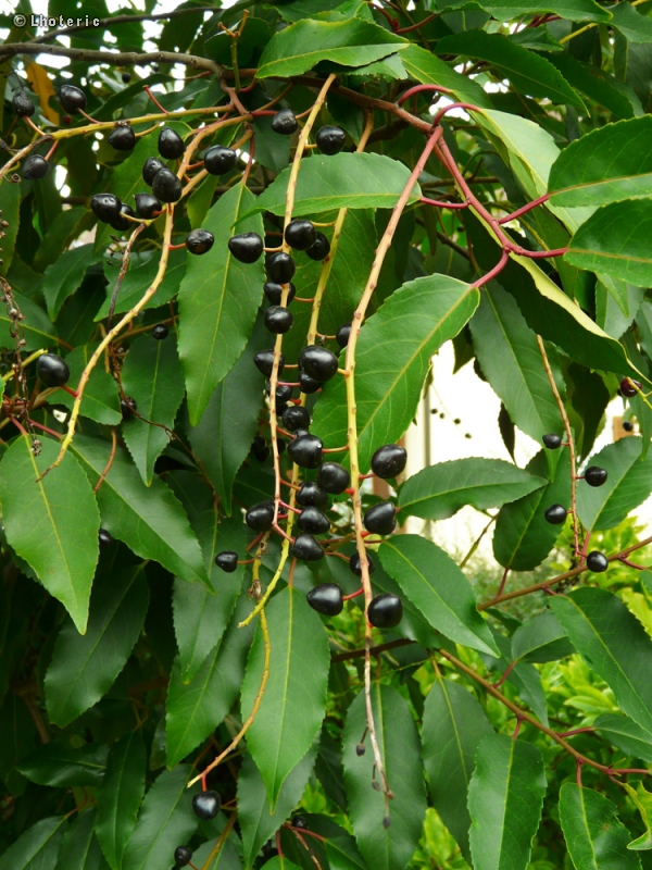  - Prunus lusitanica - 