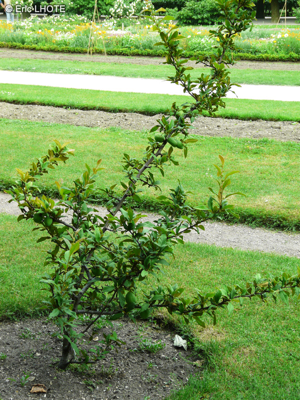  - Pseudocydonia sinensis, Chaenomeles cathayensis - 