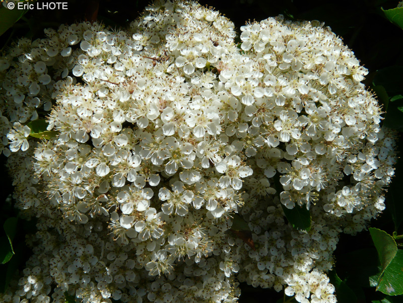  - Pyracantha coccinea - 