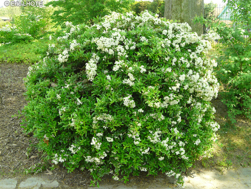  - Pyracantha crenulata Rodgersiana - 