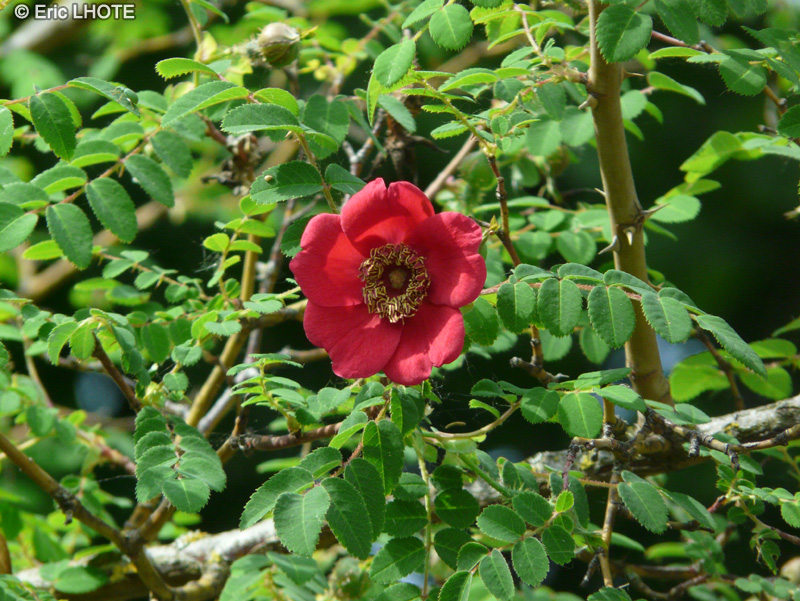 Rosaceae - Rosa Moyesii - Rosier