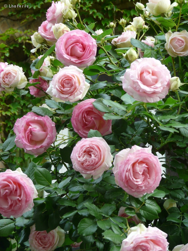  - Rosa Pierre de Ronsard - 