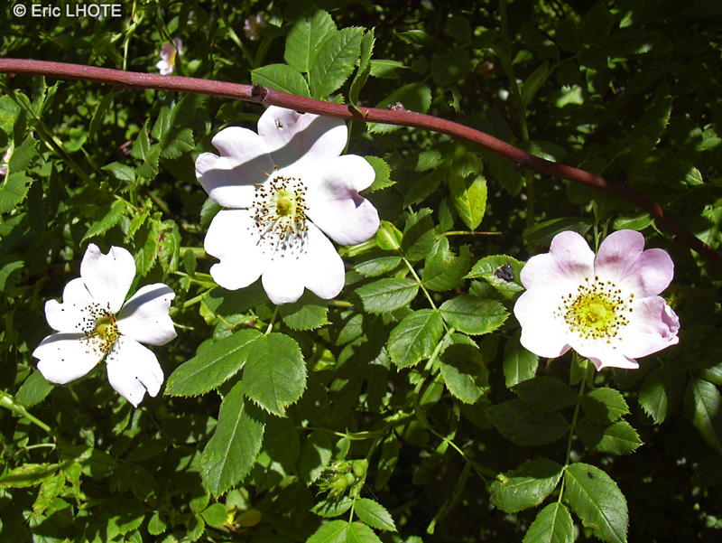  - Rosa canina - 