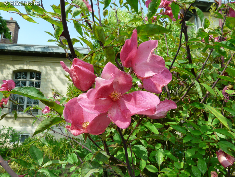 - Rosa chinensis Mutabilis - 