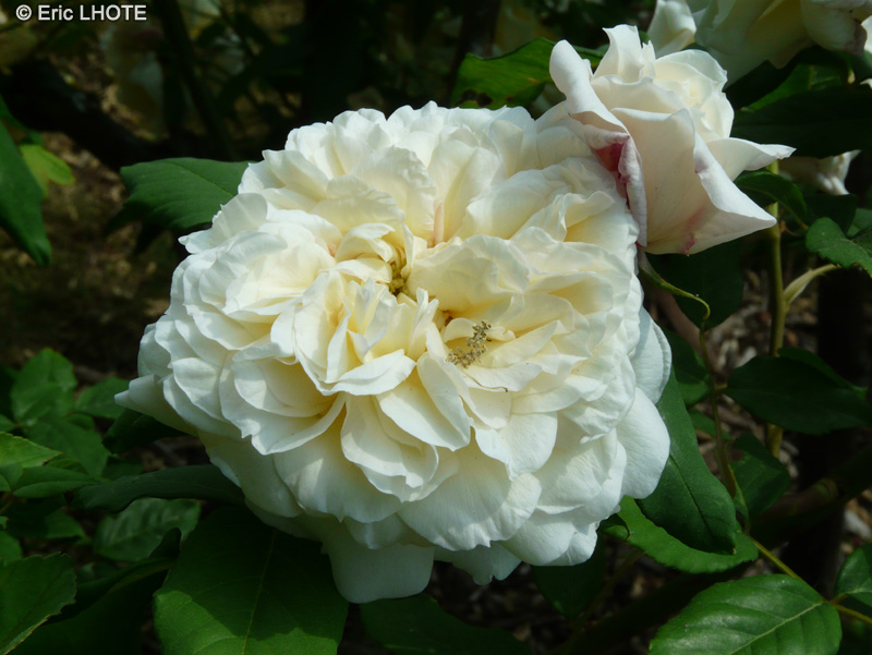 Rosaceae - Rosa noisette Céline Forestier - Rosier