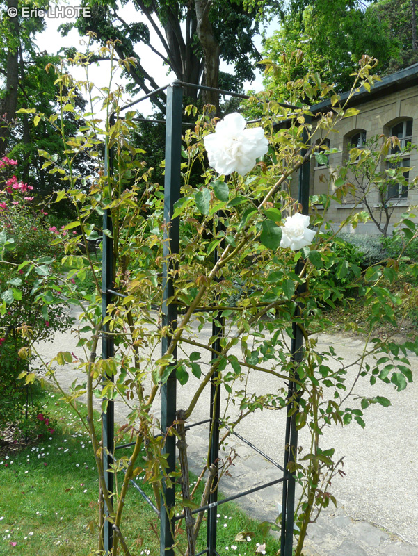 Rosaceae - Rosa noisette Mme Alfred Carrière - Rosier