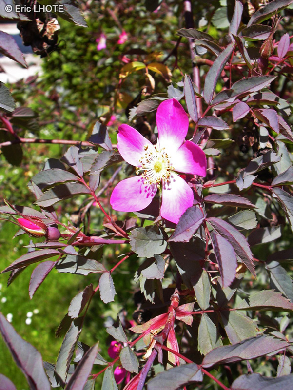 Rosaceae - Rosa rubrifolia, Rosa glauca - Rosier &agrave; feuilles rouges