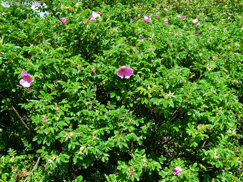  - Rosa rugosa - 