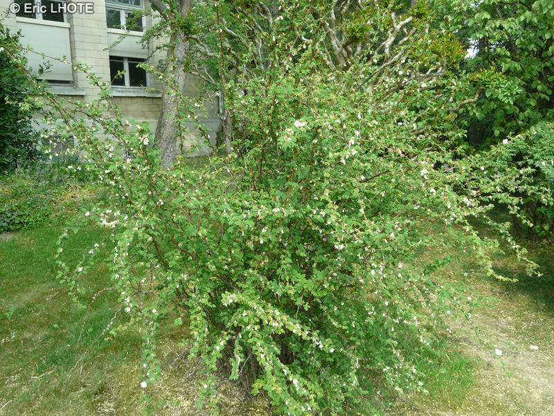 Rosaceae - Rosa sericea subsp. omeiensis - Rosier