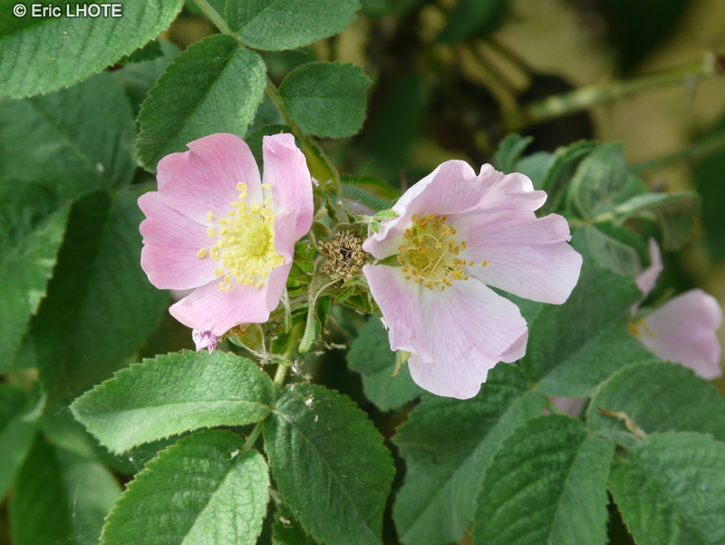  - Rosa villosa - 