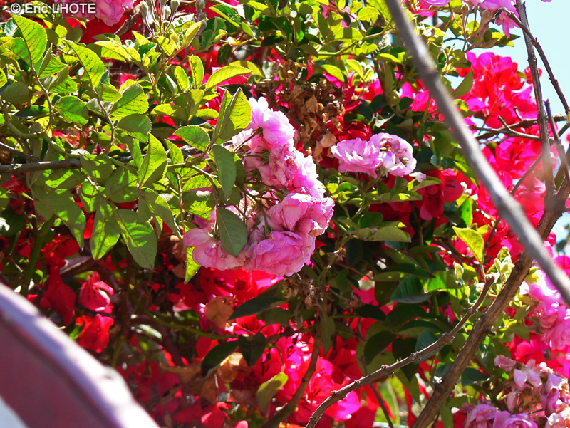  - Rosa x - 