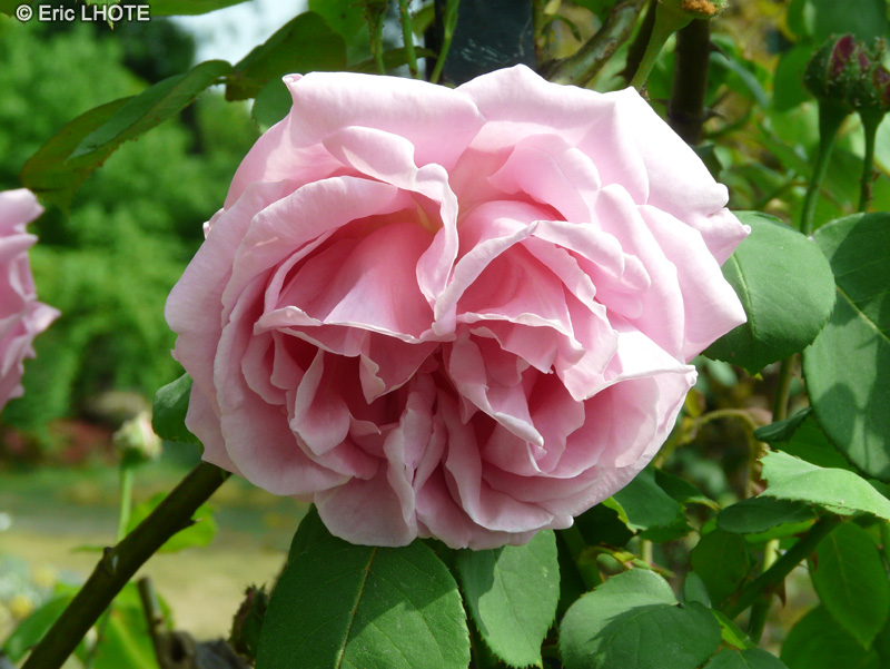  - Rosa x La France - 