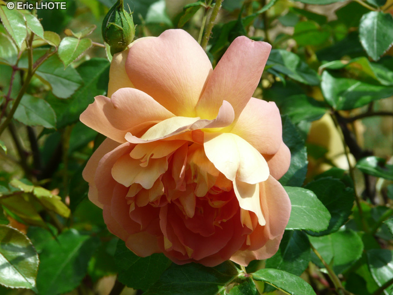 Rosaceae - Rosa x Pat Austin - Rosier