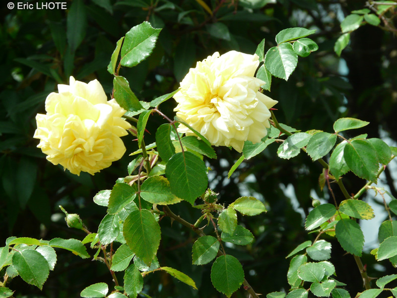 Rosaceae - Rosa x Primevère - Rosier Primevère