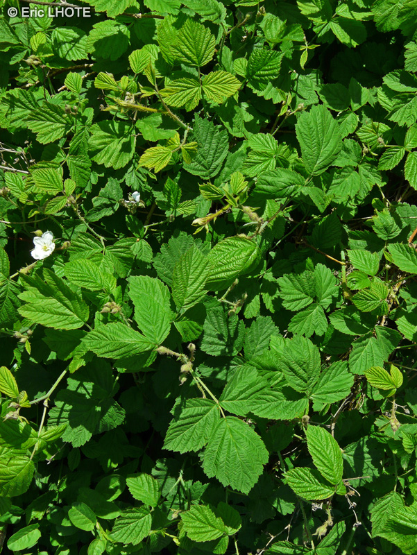  - Rubus caesius - 