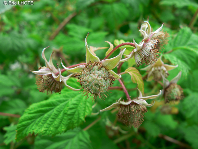  - Rubus idaeus - 