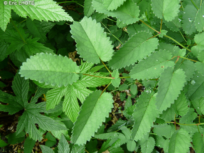 Rosaceae - Sanguisorba officinalis - Grande pimprenelle, Sanguisorbe officinale