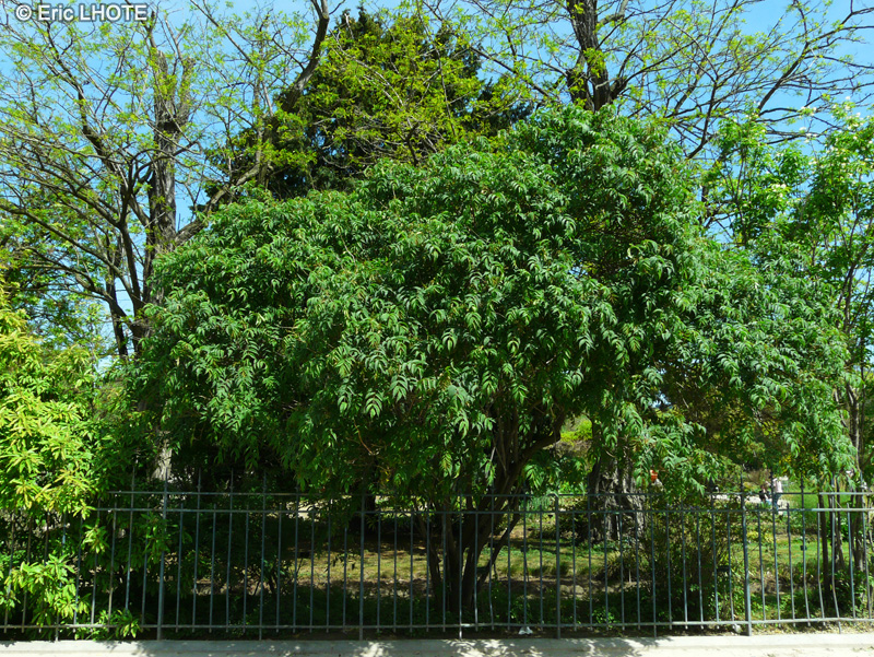 Rosaceae - Sorbaria kirilowii - Sorbaire de Kirilov, Fausse Spir&eacute;e g&eacute;ante, Fausse spir&eacute;e de Kirilov