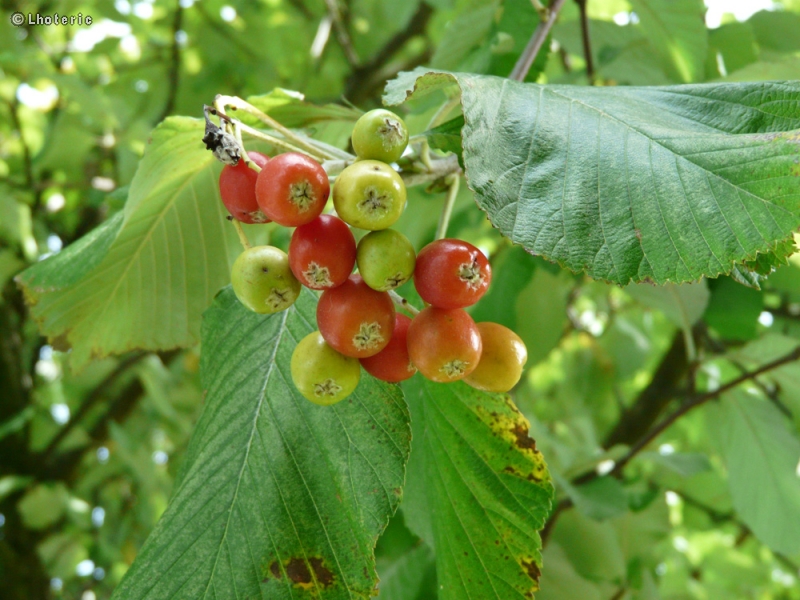  - Sorbus aria - 