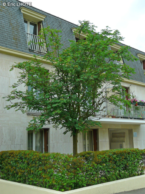  - Sorbus aucuparia - 