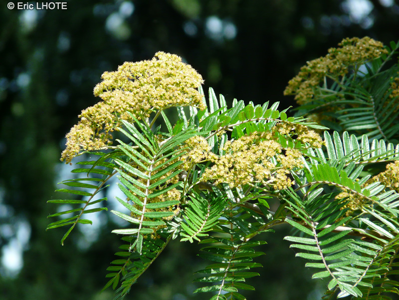  - Sorbus scalaris - 