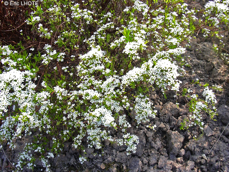 Rosaceae - Spiraea Arguta - Spir&eacute;e dentel&eacute;e, Spir&eacute;e &agrave; dents pointues