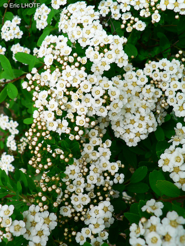  - Spiraea Vanhouttei - 